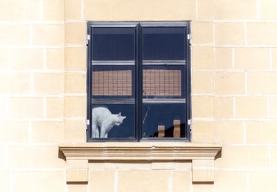 白色的猫在窗户上摄影
